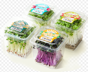 ブロッコリースプラウト④