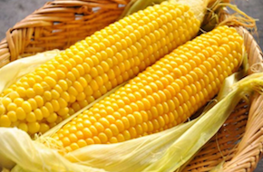 トウモロコシ
