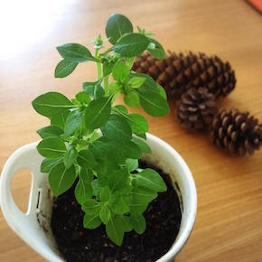 22070592_1421564557958228_346198585_o メルマガ.jpeg