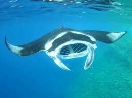 ダウンロード (10).jpeg