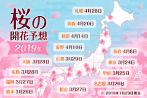 桜開花2019.jpg