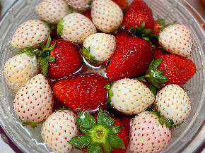 イチゴ50度洗い.jpeg