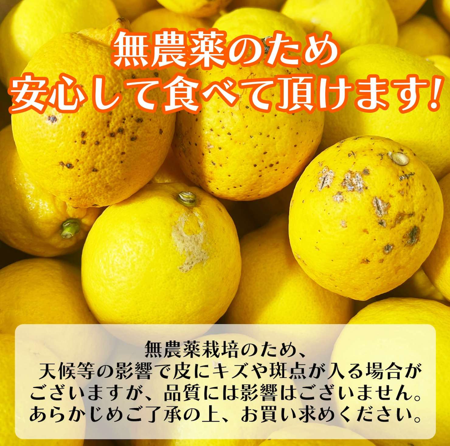 無農薬レモン.png