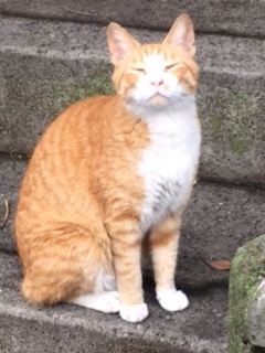 金ねこ