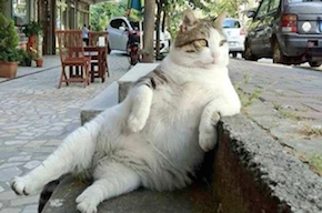 Istanbul-Famous-Fat-Cat-copy.jpg