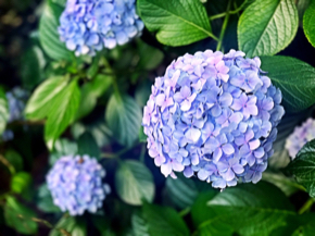 hydrangea-gead837a41_1280.jpg