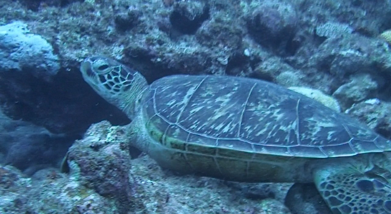 S__5177504.jpg