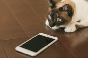 300cat9V9A9021_TP_V.jpg