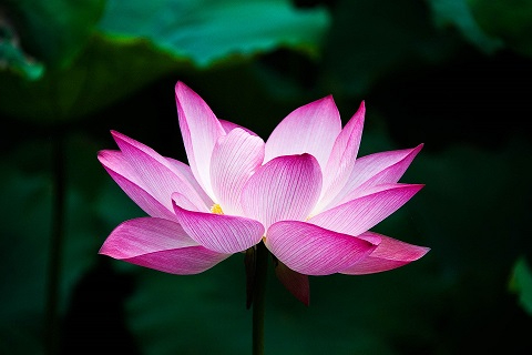 lotus-978659_480.jpg