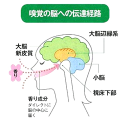 香りの働き.jpg