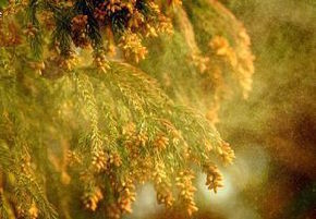 花粉.jpg