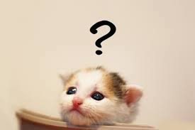 猫？.jpeg