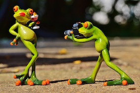 frog-881654_960_720.jpg