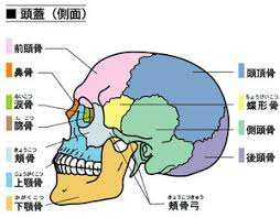 顔の骨.jpeg