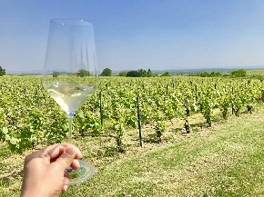 畑とグラス　シャルトーニュタイエ　Vineyard