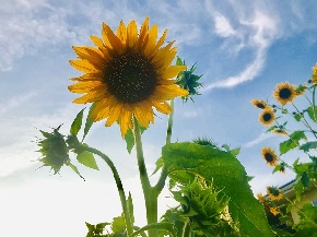 ひまわり　空