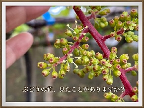 ぶどうの花