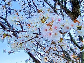 さくら, 桜