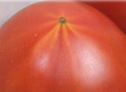 トマトの星.jpg