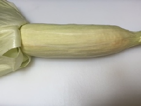 ゆでとうもろこし１.JPG