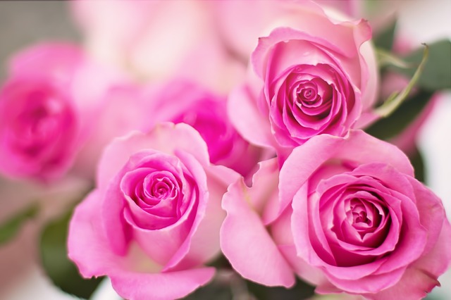 pink-roses-2191631_640.jpg