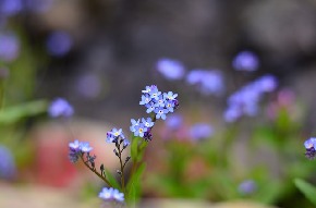 flower-2346522_640.jpg