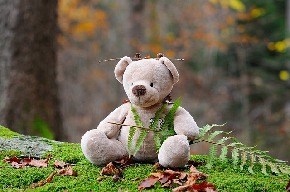 teddy-bear-524251_640.jpg