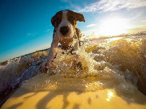 dog-2289451_640.jpg