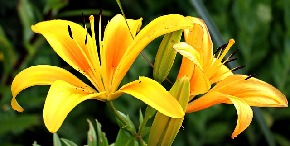 lily-1512813_640.jpg