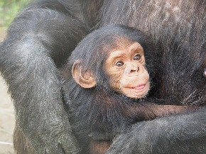chimpanzee-830535_640.jpg