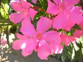 flower-82057_640.jpg