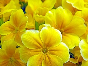 primroses-1364136_640.jpg