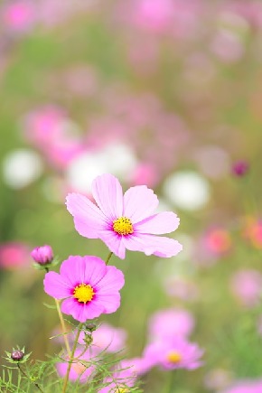 natural-1225188_640.jpg