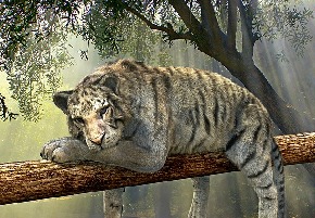 tiger-1098607_640.jpg