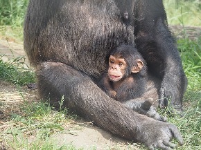 chimpanzee-830528_640.jpg