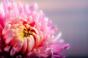 chrysanthemum-202483_640.jpg