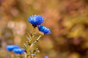 asters-1745959_640.jpg
