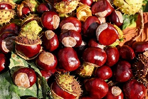 chestnut-1710430_640.jpg