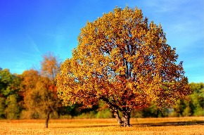 tree-99852_640.jpg
