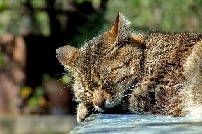 cat-590684_640.jpg