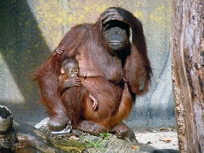 orang-utan-449561_640.jpg