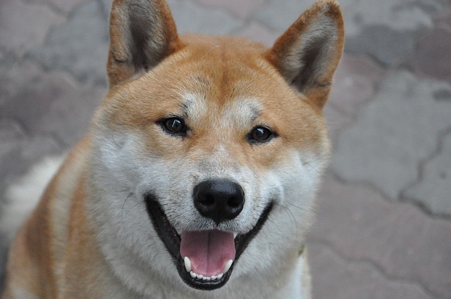 dog-2238012_640.jpg