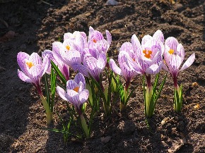 crocus-1089371_640.jpg