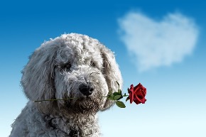 valentines-day-3135789_640.jpg