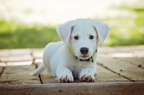 puppy-1903313_640.jpg