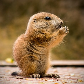 animal-world-3162211_640.jpg