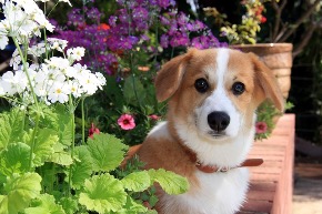 dog-2898783_640.jpg