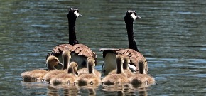 geese-2494952_640.jpg