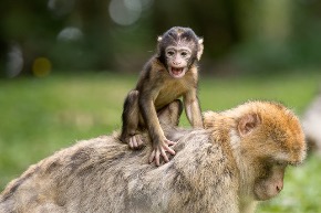 ape-450151_640.jpg