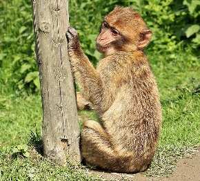 barbary-ape-1440194_640.jpg